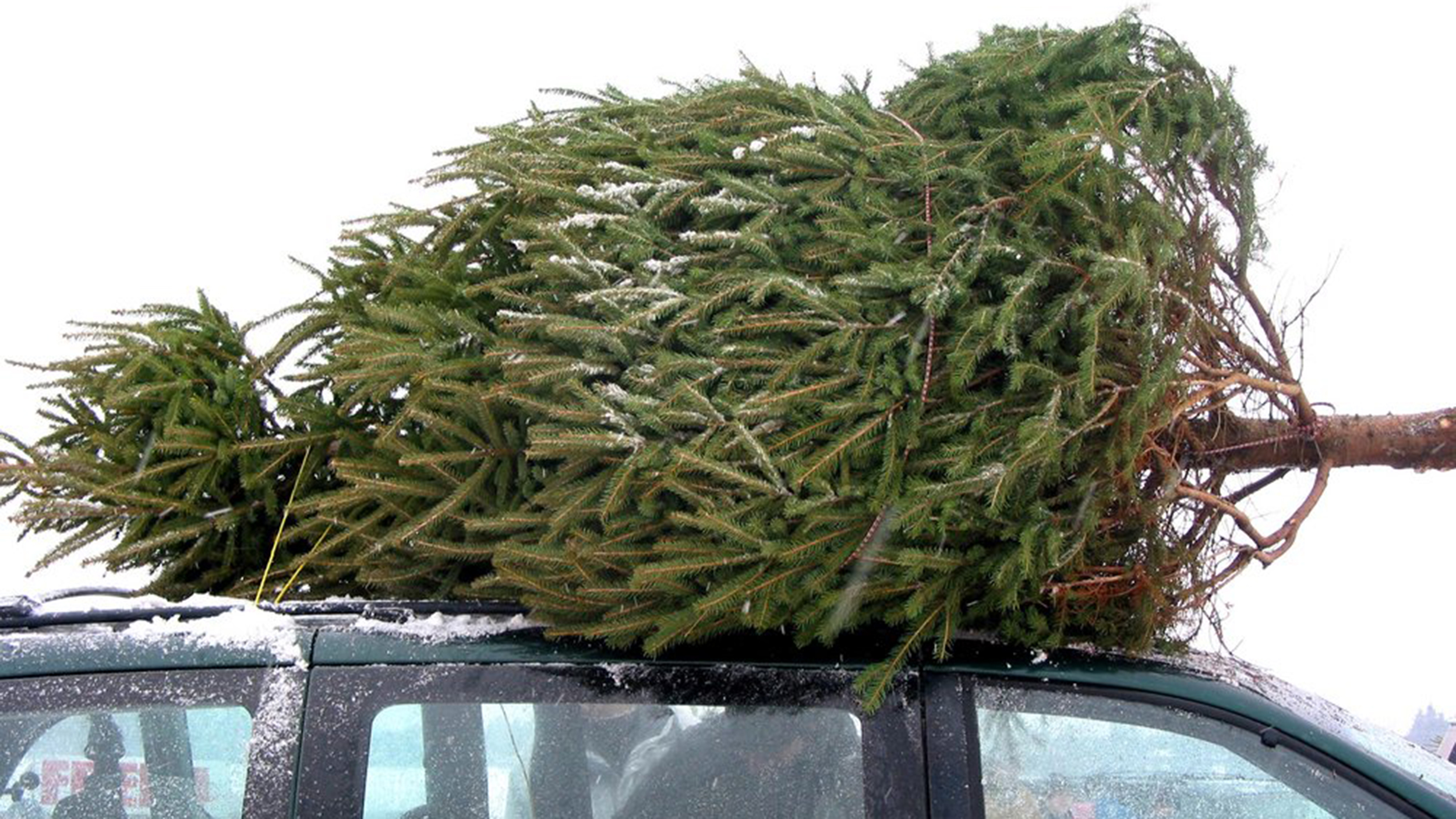 Christmas Tree Permits Winter Park Colorado